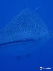 Nankuru Divers Okinawa