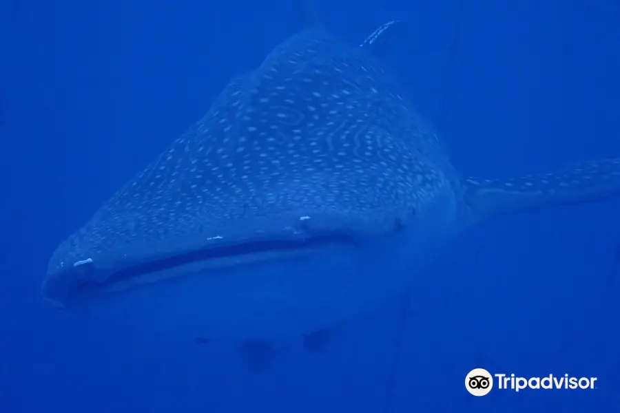 なんくるダイバーズ