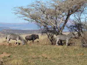 Nambiti Big 5 Private Game Reserve