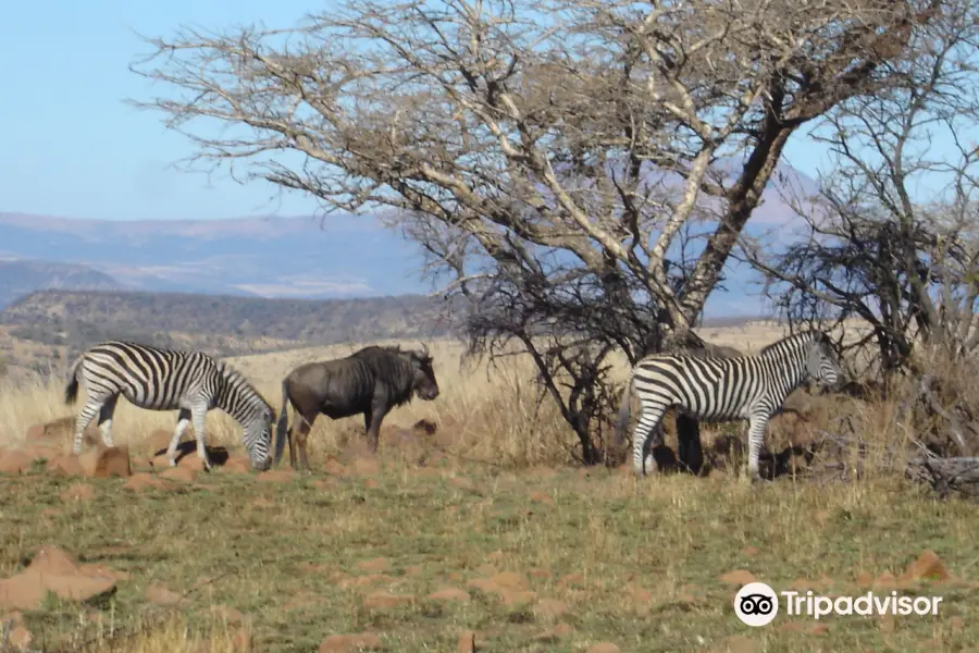 Nambiti Big 5 Private Game Reserve