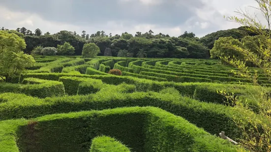 Maze Land