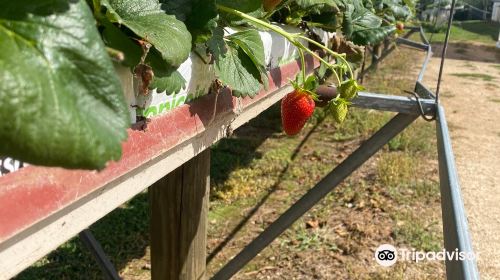 Beechworth Berries