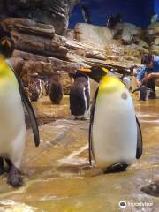 市立しものせき水族館 海響館