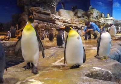 市立しものせき水族館 海響館