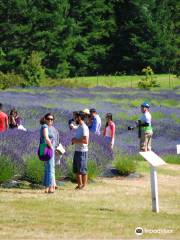 Pelindaba Lavender Farm