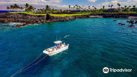 Kona Manta Ray Snorkel Tours