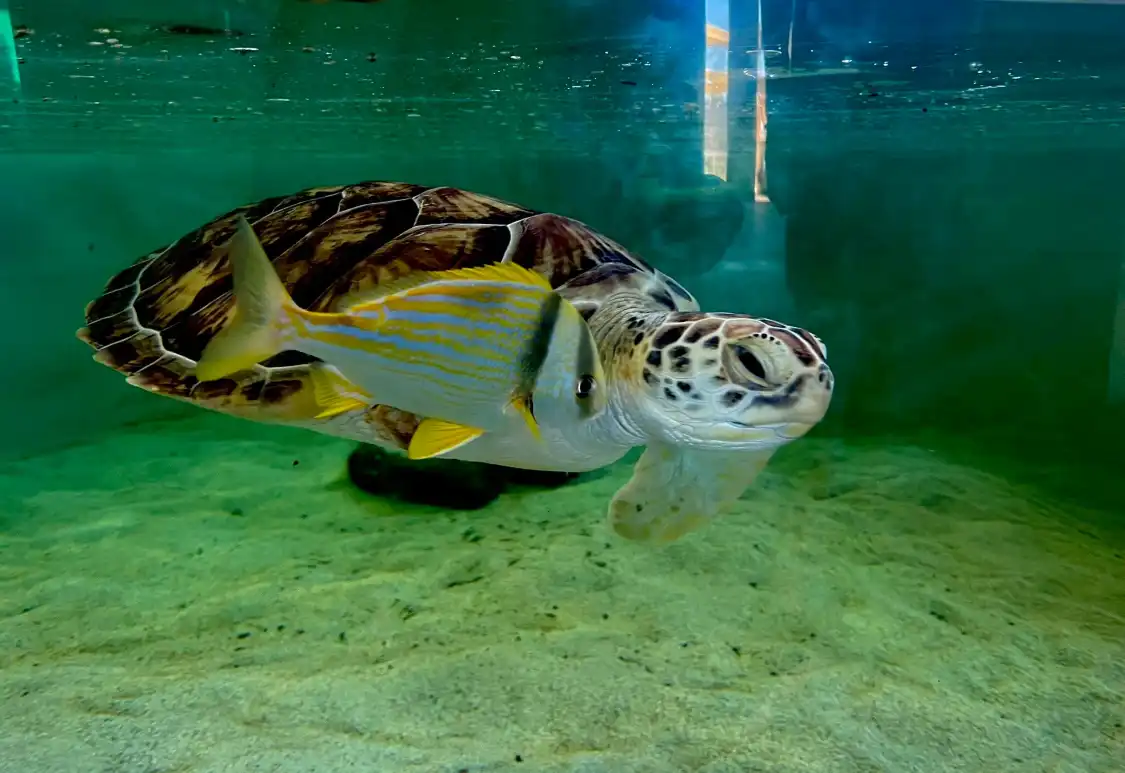 Hotels near Sea Turtle, Inc.