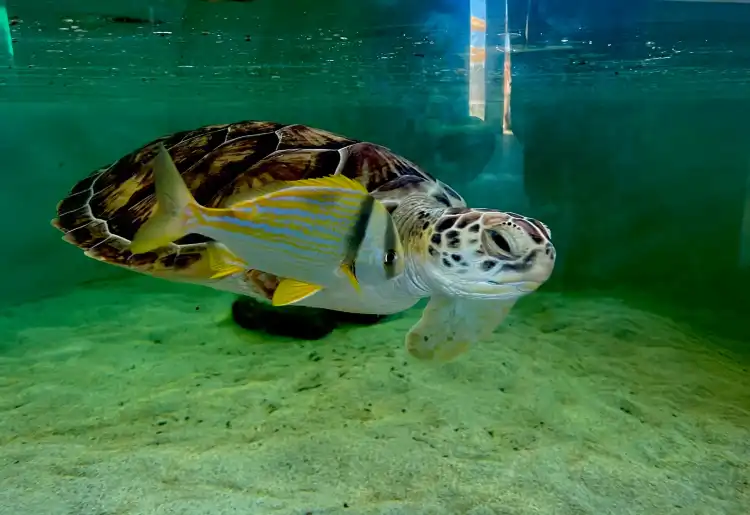 Các khách sạn gần Sea Turtle, Inc.
