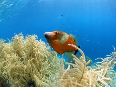 Bonaire National Marine Park