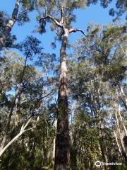 Shannon National Park