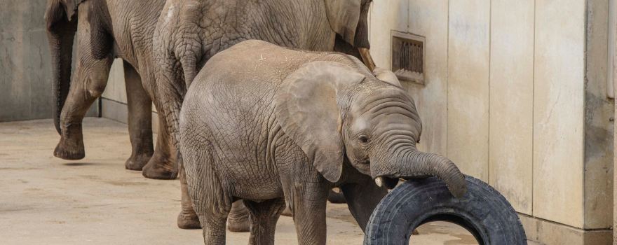 Tobe Zoological Park
