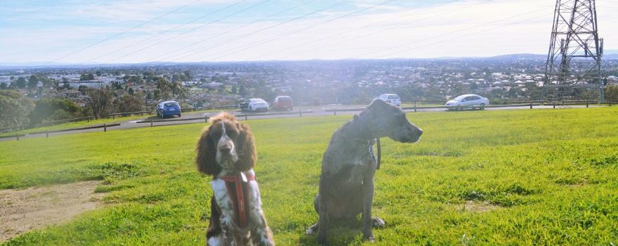 Mount Cooper Lookout