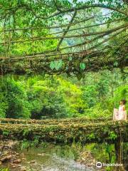 Double Decker Living Root Bridge