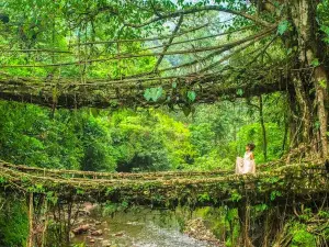 Double Decker Living Root Bridge
