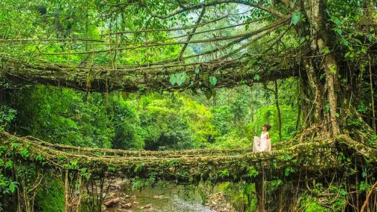 Double Decker Living Root Bridge