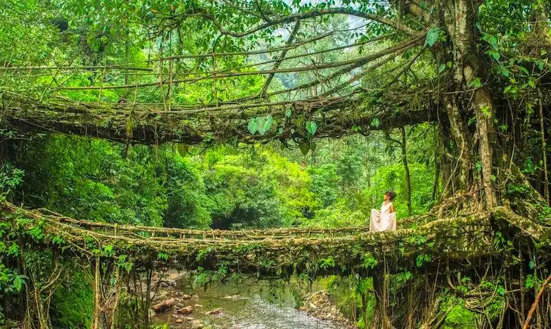 Hotels near Double Decker Living Root Bridge