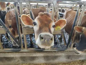 Cinnamon Ridge Dairy Farms