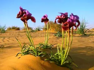 Namaqua National Park