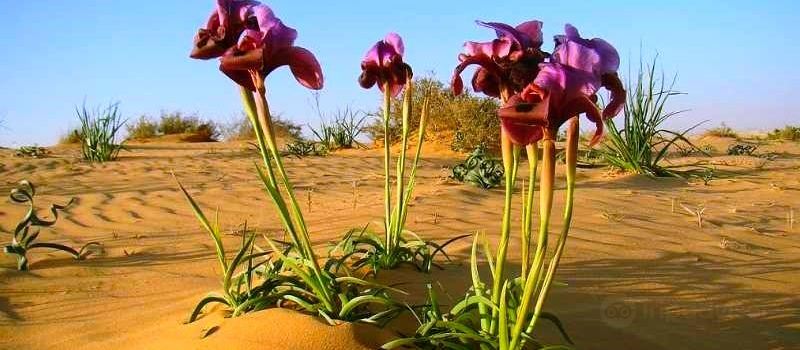 Namaqua National Park