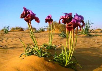 Namaqua National Park