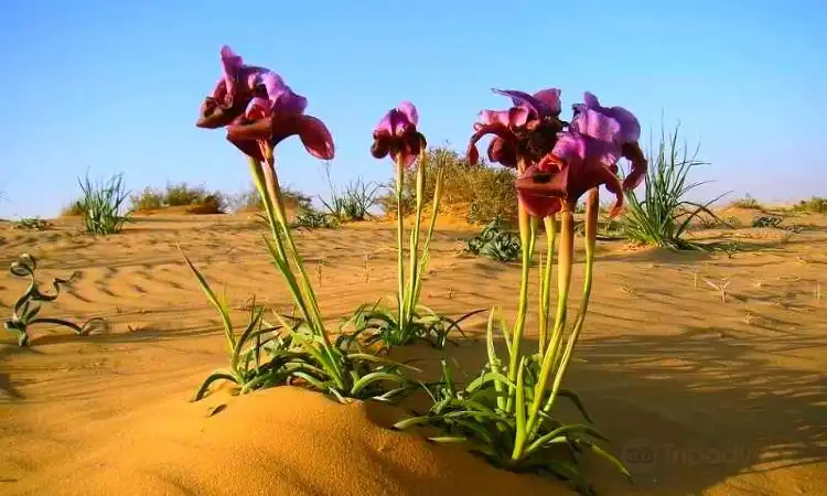 سبرينغبوك