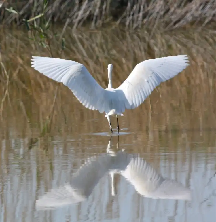 Hotels in der Nähe von Parque Natural S'Albufera de Mallorca