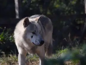 Aspen Valley Wildlife Sanctuary - Home