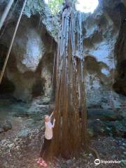 Cathedral Cave (Spider Cave)