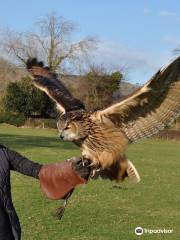 Falconry Experiences