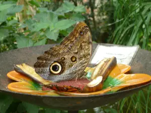 Bornholm Butterfly Park