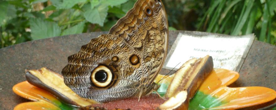 Bornholm Butterfly Park