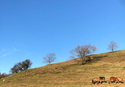 Agri Bavnehøj