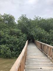 Isla Corazon Mangrove Reserve
