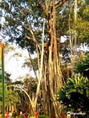 Biggest Banyan Tree