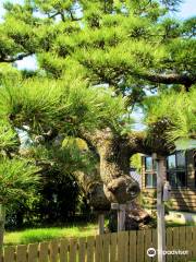 Shoryu no Matsu (Pine tree)