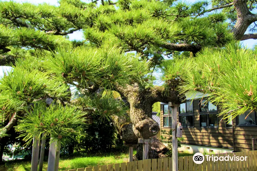 Shoryu no Matsu (Pine tree)