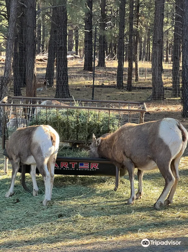 5_Bearizona Wildlife Park