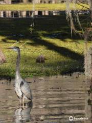 Mystique Tours on Caddo Lake