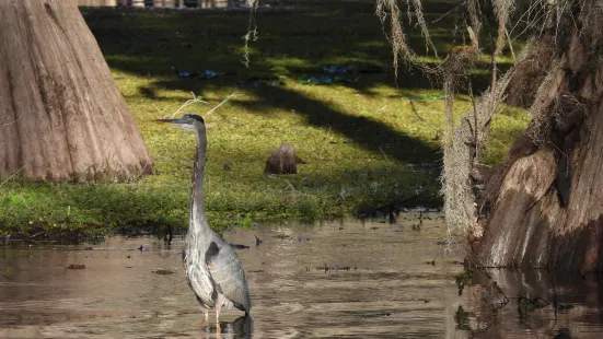 Mystique Tours on Caddo Lake