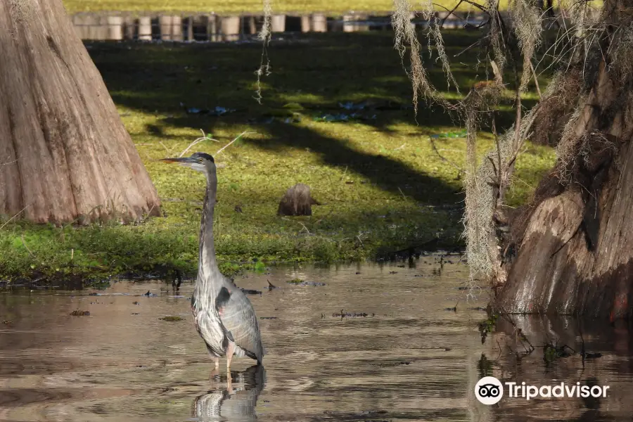 Mystique Tours on Caddo Lake