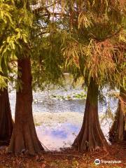 Greenwood Urban Wetlands