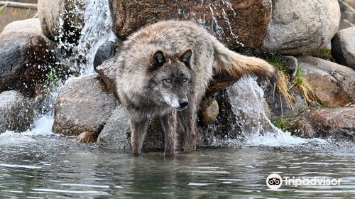 Grizzly & Wolf Discovery Center