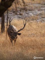 Ranthambore Tiger Reserve