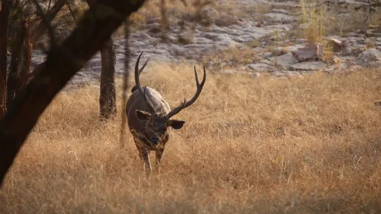 Ranthambore Tiger Reserve