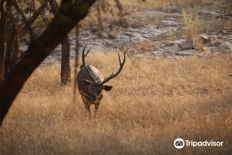 Ranthambore Tiger Reserve