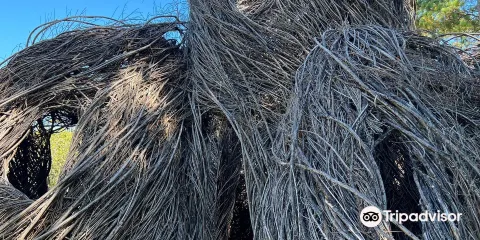 Sandhills Horticultural Gardens