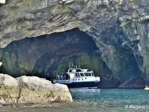 Seabirds and Seals Noss Boat Tours