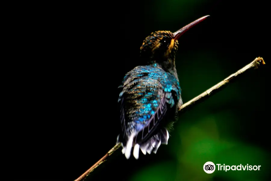 Monteverde Wildlife  Tour