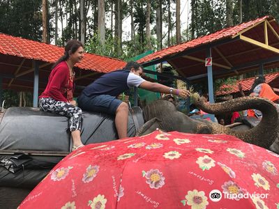 Carmelagiri Elephant Park