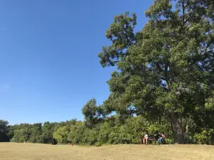 Andy Brown Park East